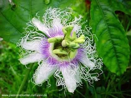 Passiflora edulis forma edulis