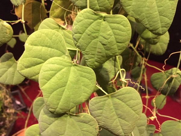 Passiflora guatemalensis