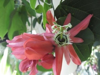 Passiflora racemosa Buzios