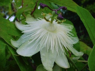 Passiflora White Queen