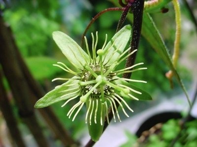 Passiflora Curiosa