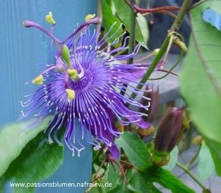 Passiflora Jelly Joker