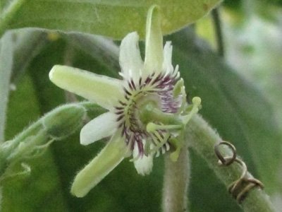 Passiflora sexflora