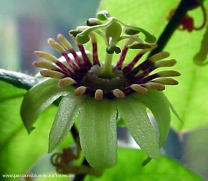 Passiflora conzattiana