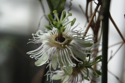Passiflora cochinchinensis