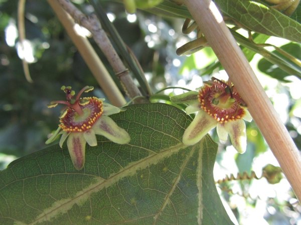 Passiflora ornithoura Kyoto