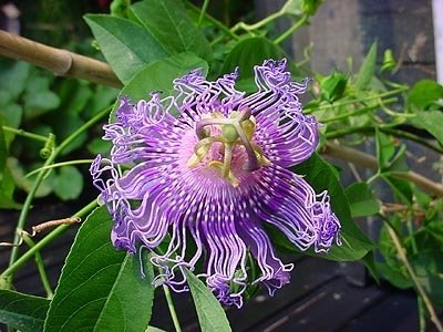 Passiflora Incense
