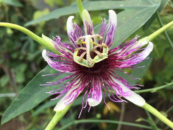 Passiflora junquierae