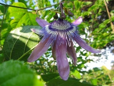 Passiflora Lunametista