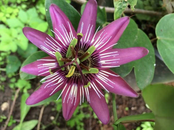 Passiflora 'Anni Dierckx’