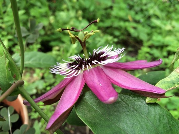Passiflora 'Anni Dierckx’