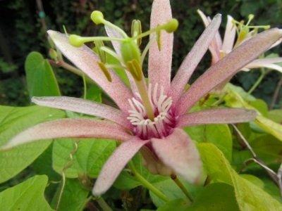 Passiflora Sanci
