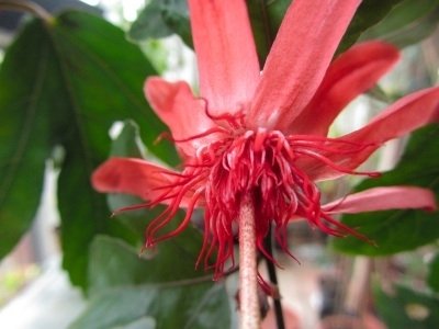 Passiflora punicea