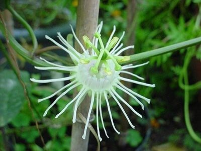 Passiflora urnaefolia