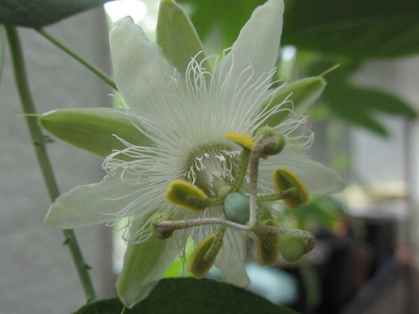 Passiflora tenuifila alba