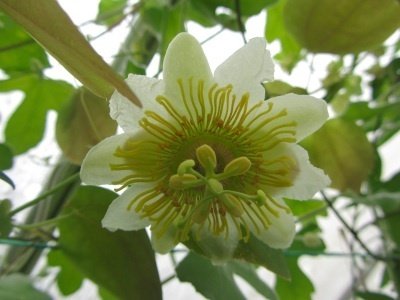 Passiflora hahnii