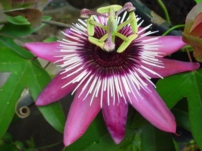 Passiflora Violacea ´Atropurpurea`