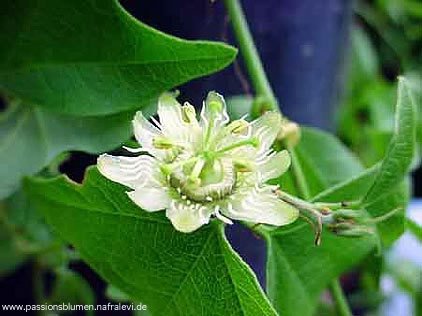 Passiflora exoperculata