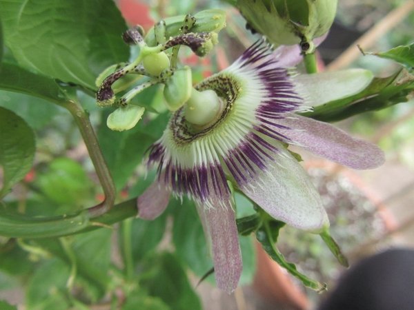 Passiflora edulis Itatiai