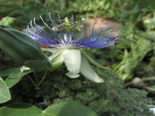 Passiflora Azul Celeste