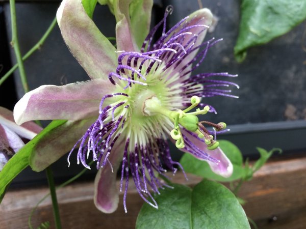 Passiflora Nicole