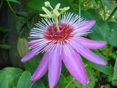 Passiflora Anastasia
