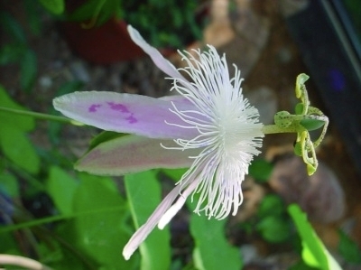 Passiflora Angelface