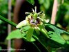 Passiflora allantophylla