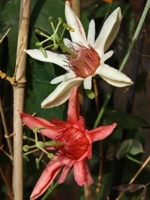 Passiflora aurantia var. Samoensis
