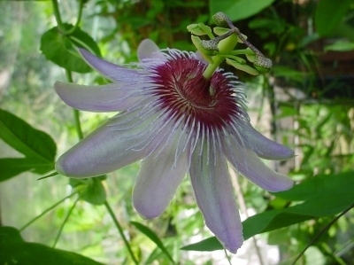 Passiflora Celine