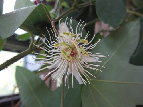 Passiflora campanulata