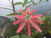 Passiflora Mantris