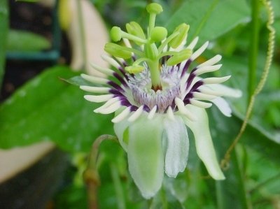Passiflora bicornis