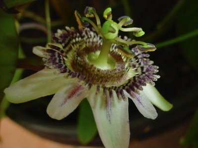 Passiflora indecora