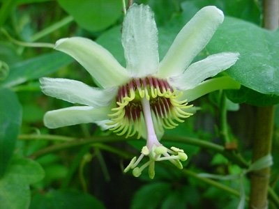 Passiflora yucatanensis