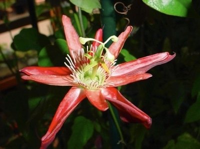 Passiflora Anette
