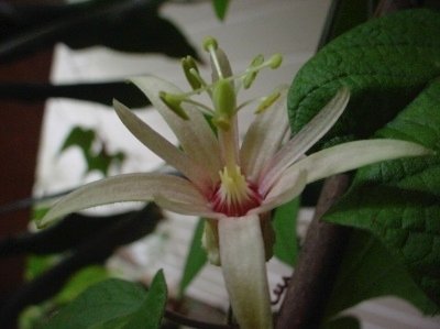 Passiflora Adularia
