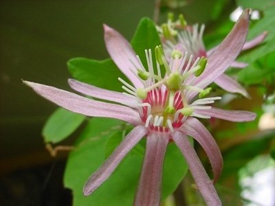 Passiflora Sancap