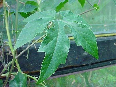 Passiflora adenopoda