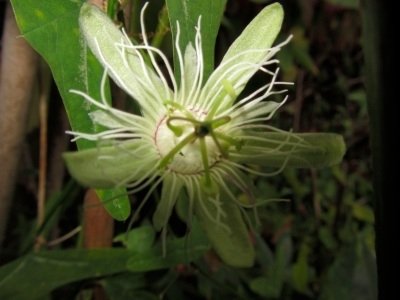 Passiflora amalocarpa