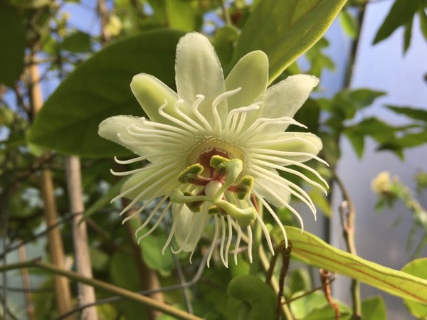 Passiflora jilekii