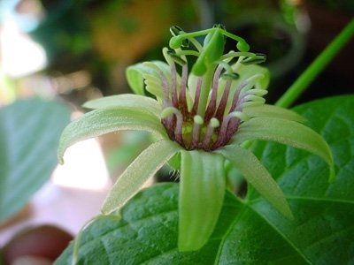 Passiflora Giftzwerg