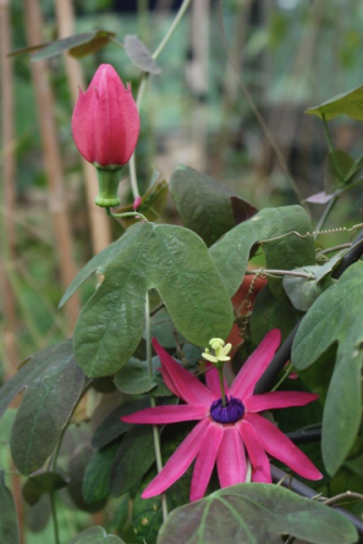 Passiflora edmundoi