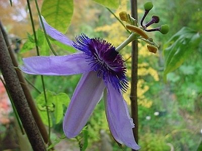 Passiflora Mitternacht