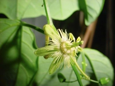 Passiflora truncata