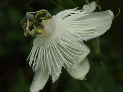 Passiflora eichleriana