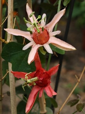 Passiflora aurantia var. Samoensis