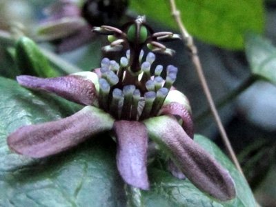 Passiflora jiboiaensis