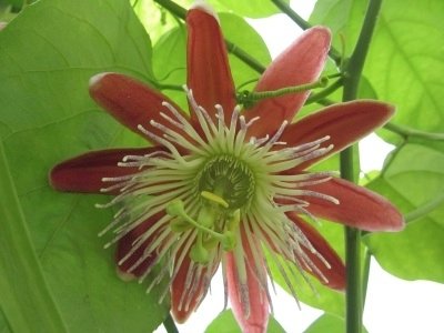 Passiflora Wilgen Heintje