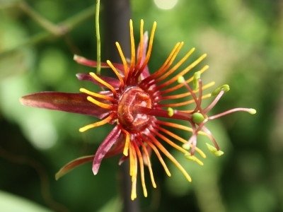 Passiflora Sunfire